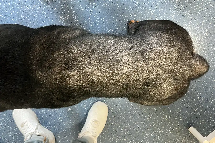 Rottweiler: Hautbild bei Erstvorstellung
